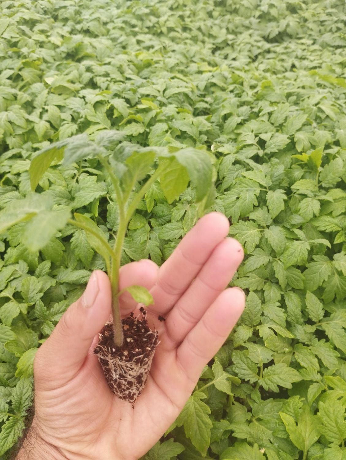 نشا گوجه|خدمات باغبانی و درختکاری|مرودشت, تخت جمشید|دیوار