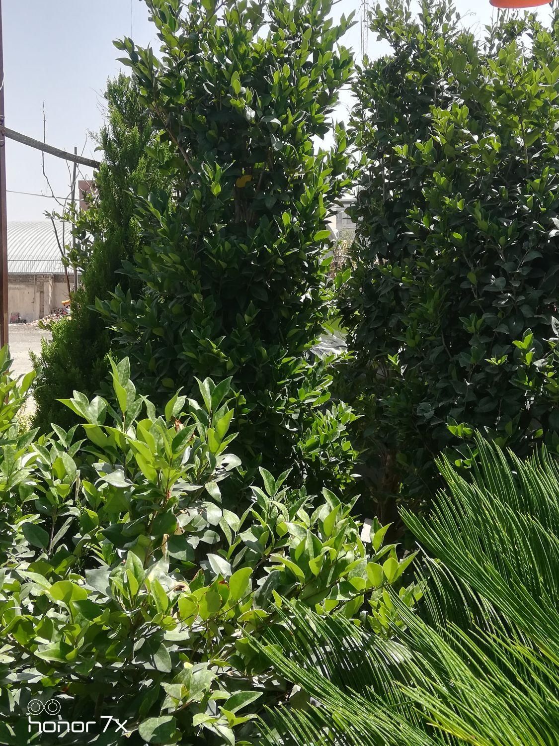 درخت گل گیاه تنه درخت|صنایع دستی و سایر لوازم تزئینی|تهران, طرشت|دیوار