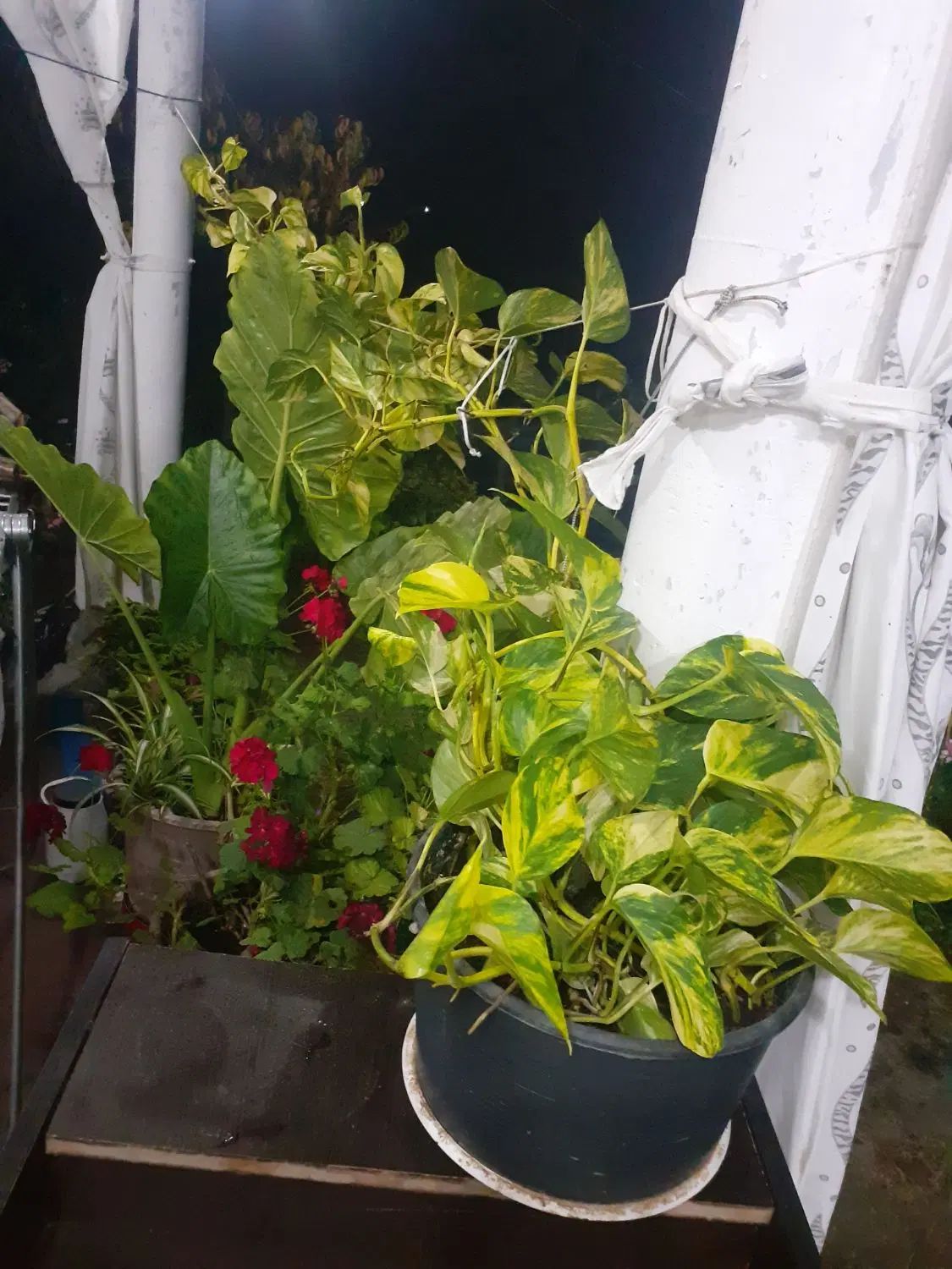 گل ۱|گل و گیاه طبیعی|رشت, یخسازی|دیوار