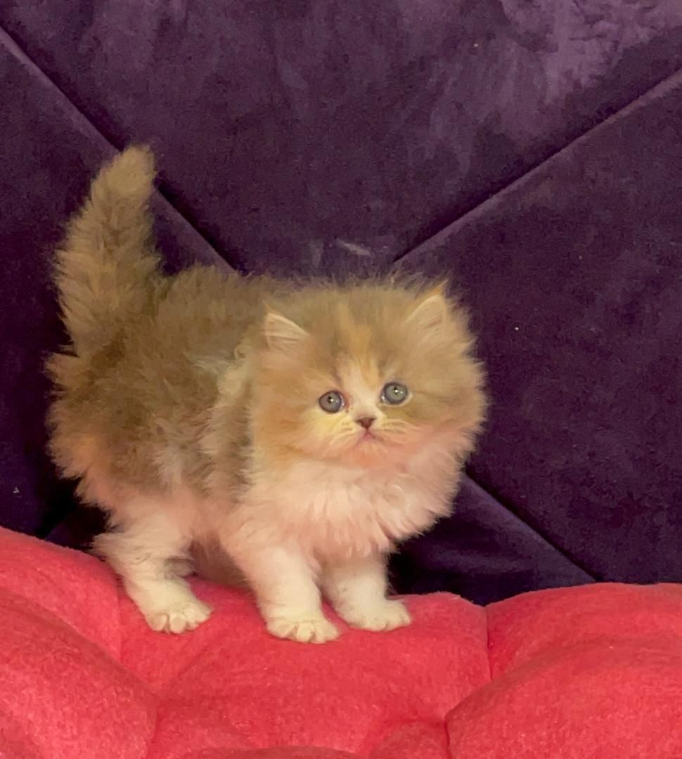 بچه گربه های دلربا ایران کتز|گربه|رشت, گلباغ نماز|دیوار