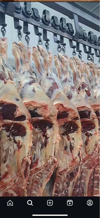 عرضه بدون واسطه بره گوسفند مستقیم از شهرستان|حیوانات مزرعه|تهران, مشیریه|دیوار