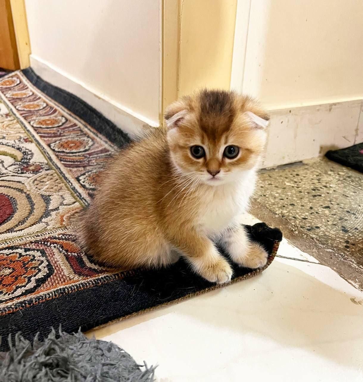 گربه|گربه|همدان, |دیوار