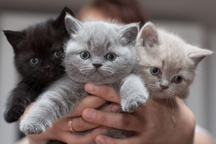 بچه گربه پا کوتاه اپارتمانی|گربه|تهران, جنت‌آباد مرکزی|دیوار