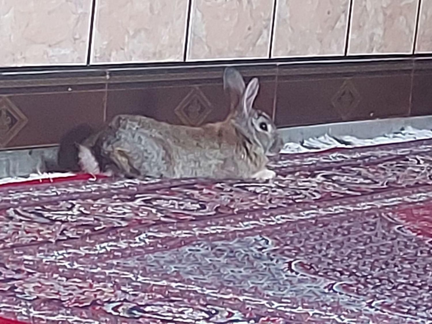 خرگوش کوهی|موش و خرگوش|گرگان, |دیوار