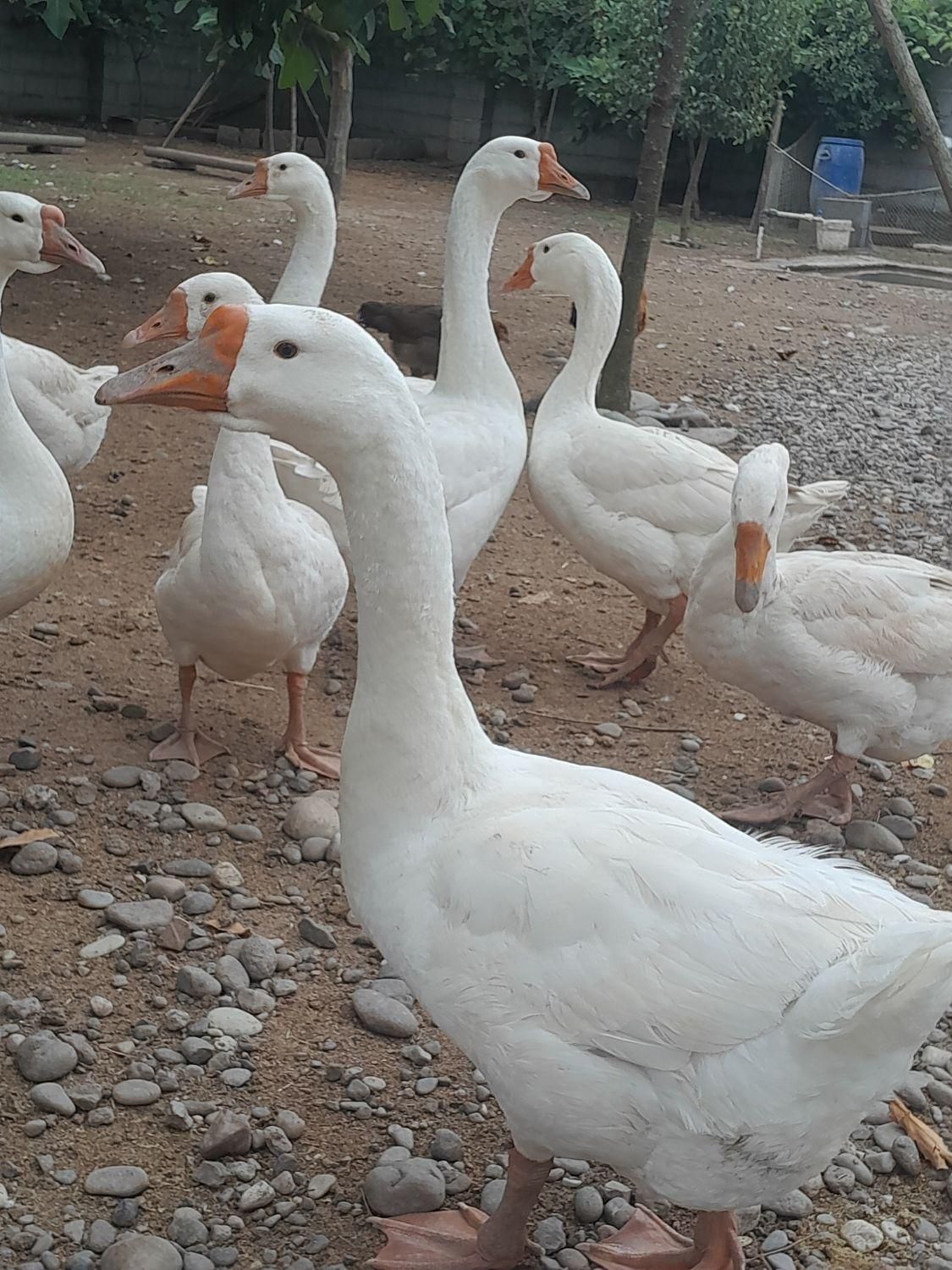 قو غاز|حیوانات مزرعه|رشت, بازار|دیوار