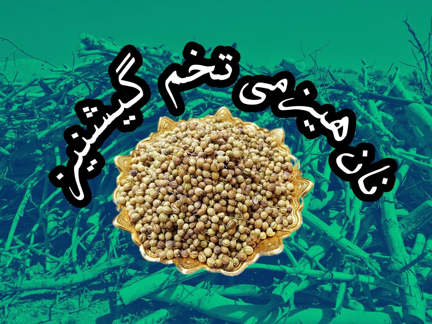 نان بومی و هیزمی ننه خاتون/تخم گیشنیز|خوردنی و آشامیدنی|اصفهان, خوراسگان|دیوار
