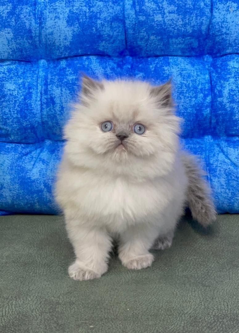 ملوسکای دست آموز|گربه|گرگان, |دیوار