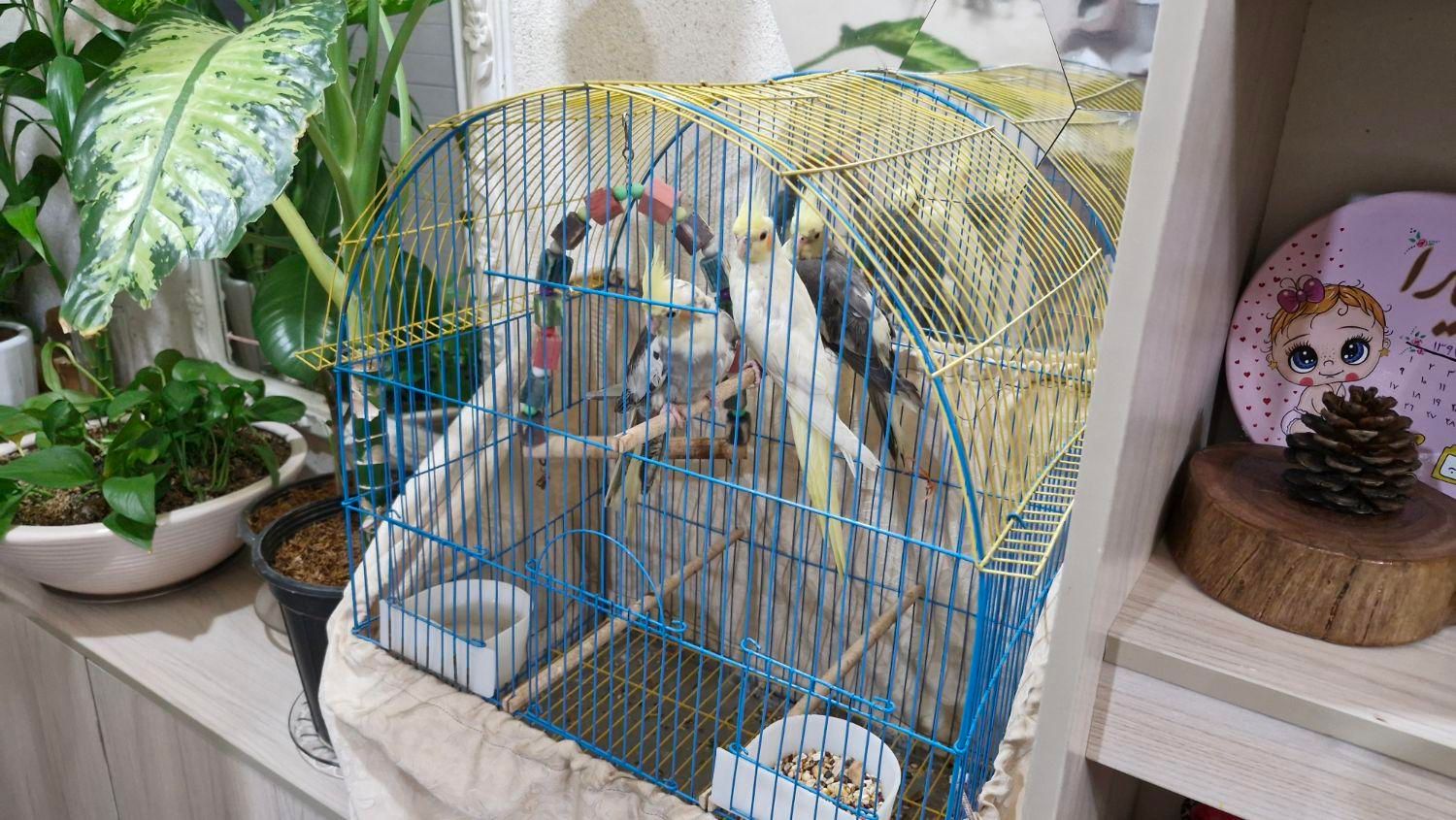 عروس هلندی|پرنده|امیدیه, |دیوار