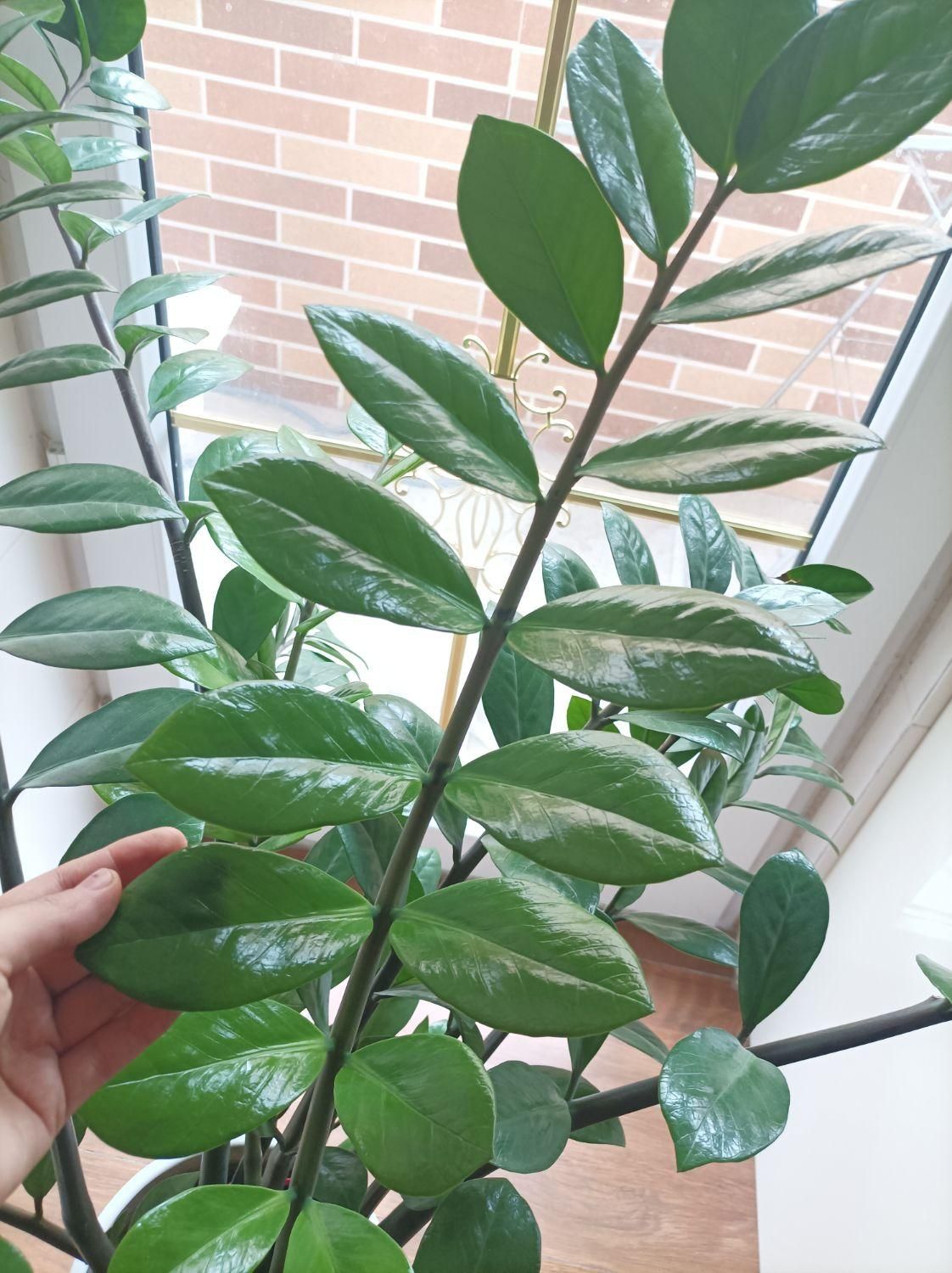 زاموفیلیا|گل و گیاه طبیعی|تبریز, |دیوار