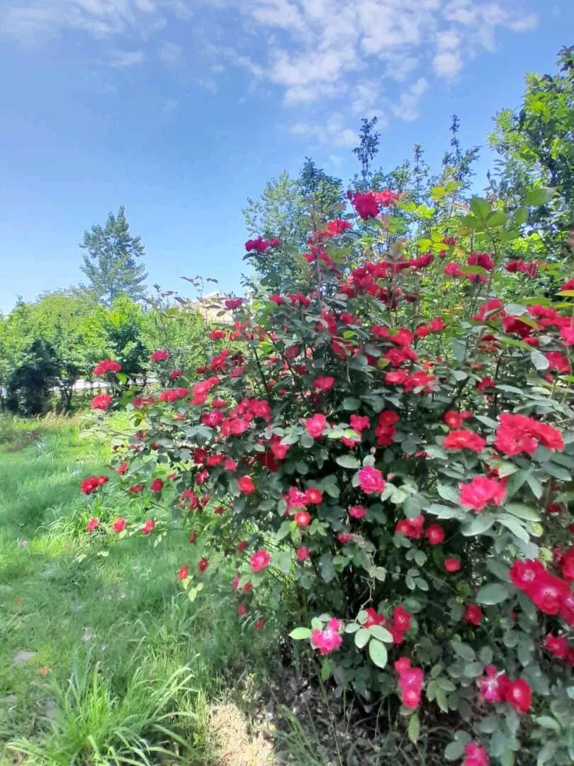 ۱۳۰متری ویلایی دو خواب/عرفان|فروش خانه و ویلا|رشت, کوی یخ|دیوار