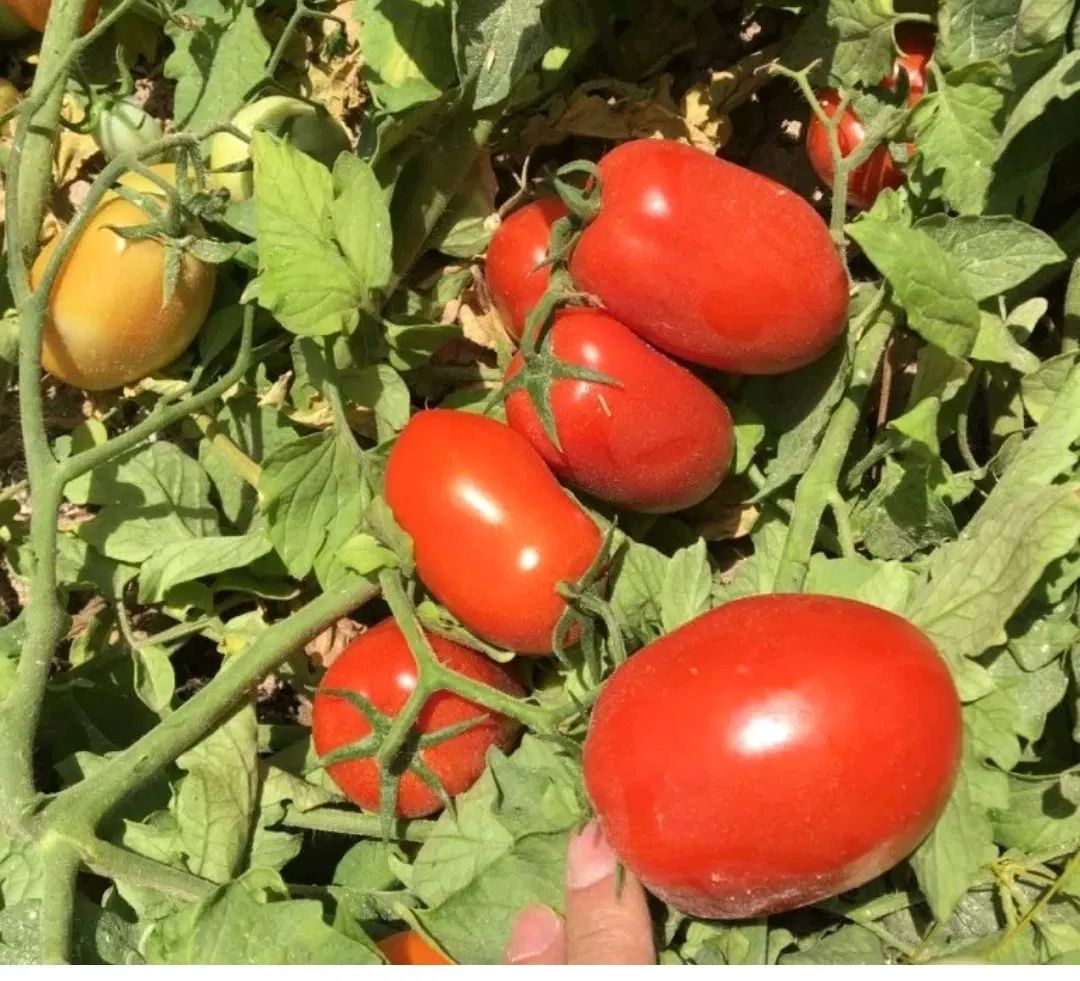 رب خانگی|خوردنی و آشامیدنی|کرج, چهارصد دستگاه|دیوار