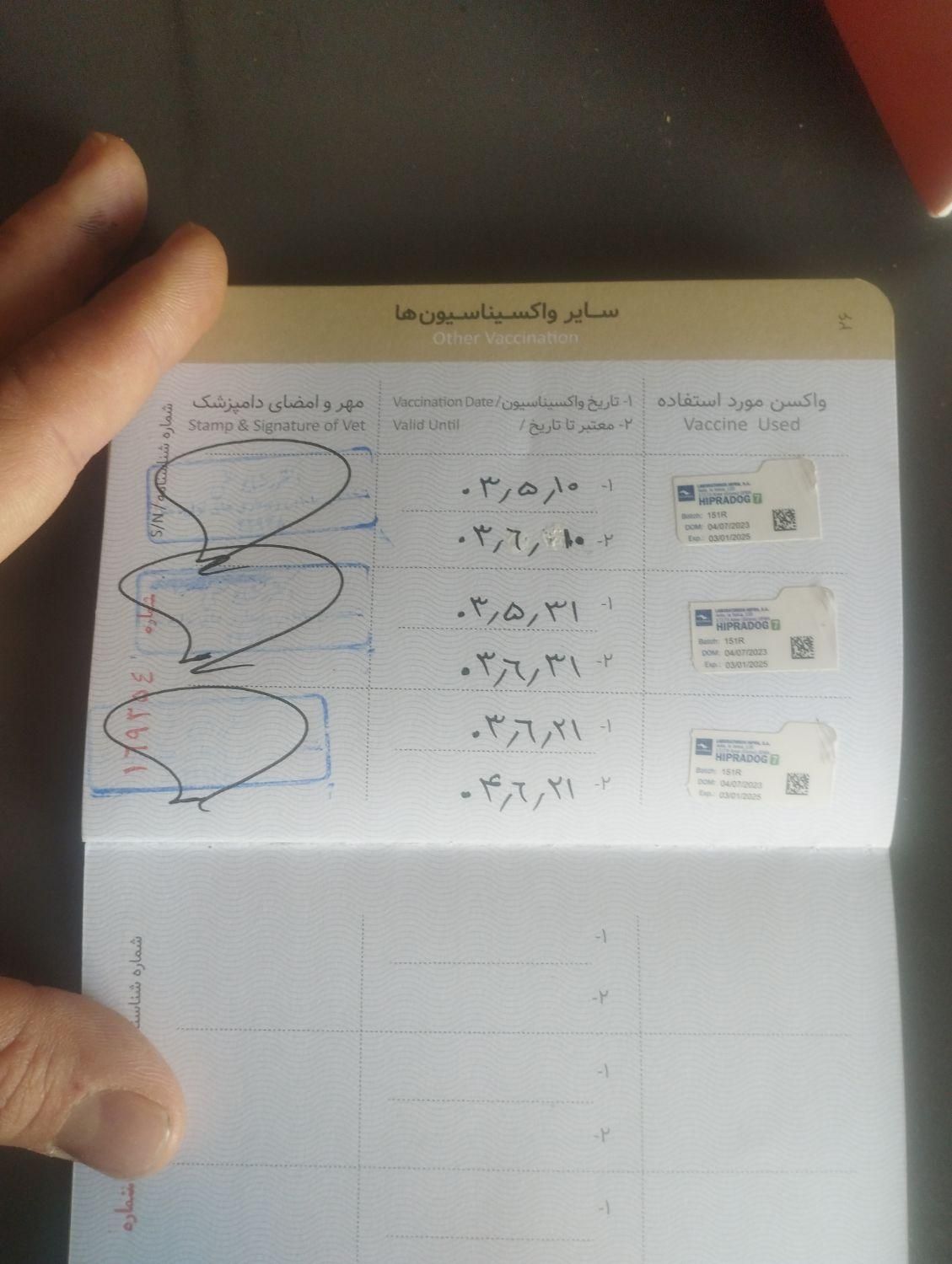 پامر پامرانین نر عروسکی|سگ|تهران, مجیدیه|دیوار