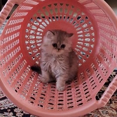 بچه گربه ۲ماهه|گربه|گنبد کاووس, |دیوار