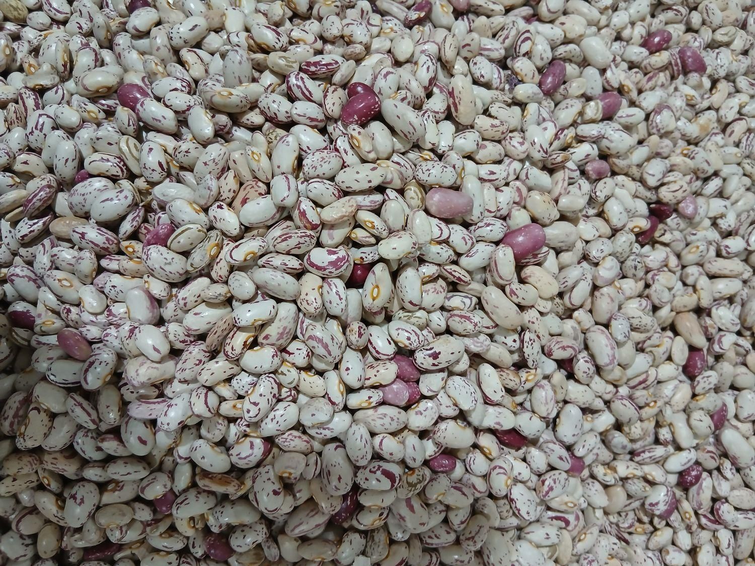 فروش لوبیا چیتی درجه یک|خوردنی و آشامیدنی|خان ببین, |دیوار