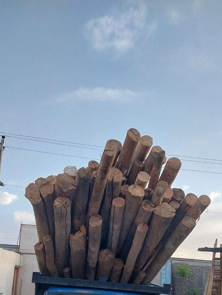 فروش و خرید چوب سقفی و انواع چوب درخت|عمدهفروشی|مشهد, بهمن|دیوار