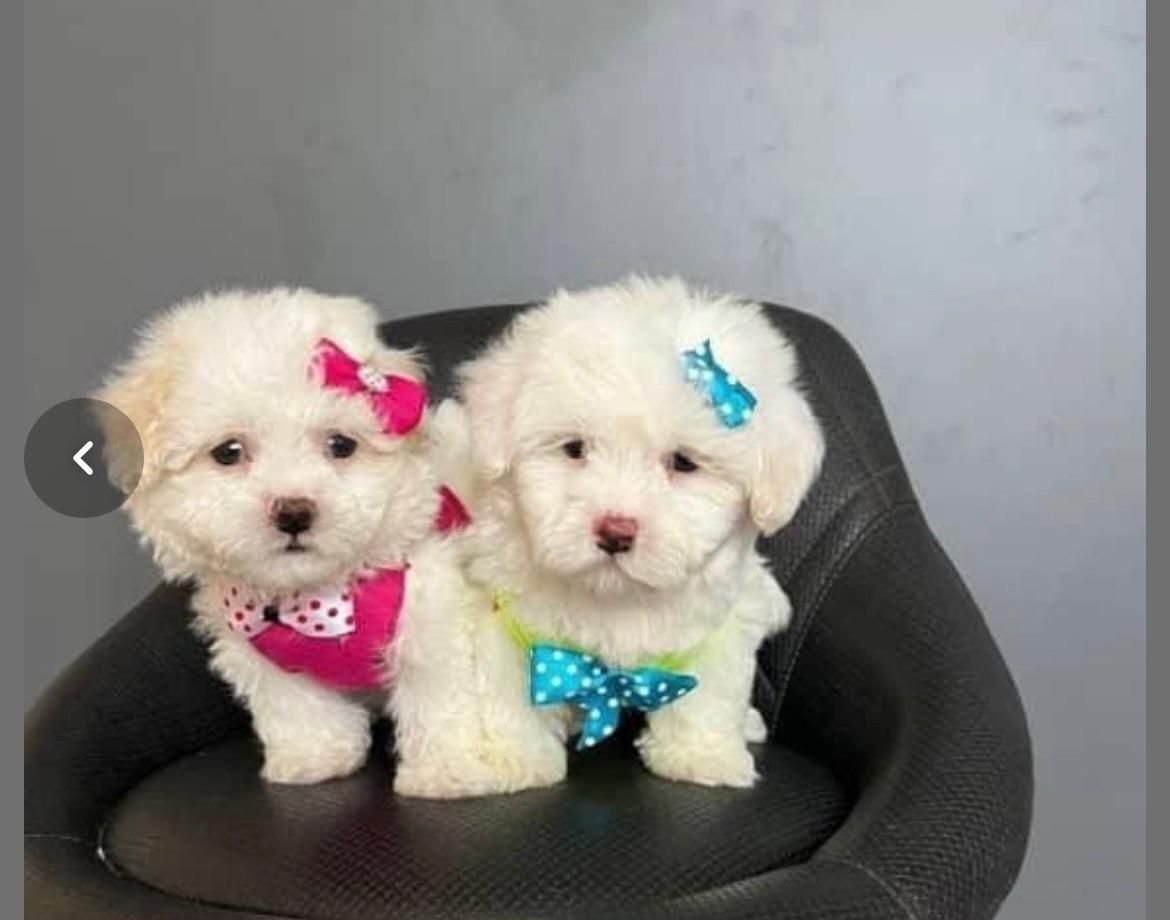 توله سگ های آپارتمانی|سگ|شیراز, اصلاحنژاد|دیوار