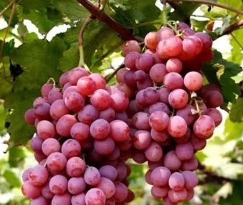 تولید نهال انگور صاحبی گلدانی یکساله|خدمات باغبانی و درختکاری|اردکان, |دیوار