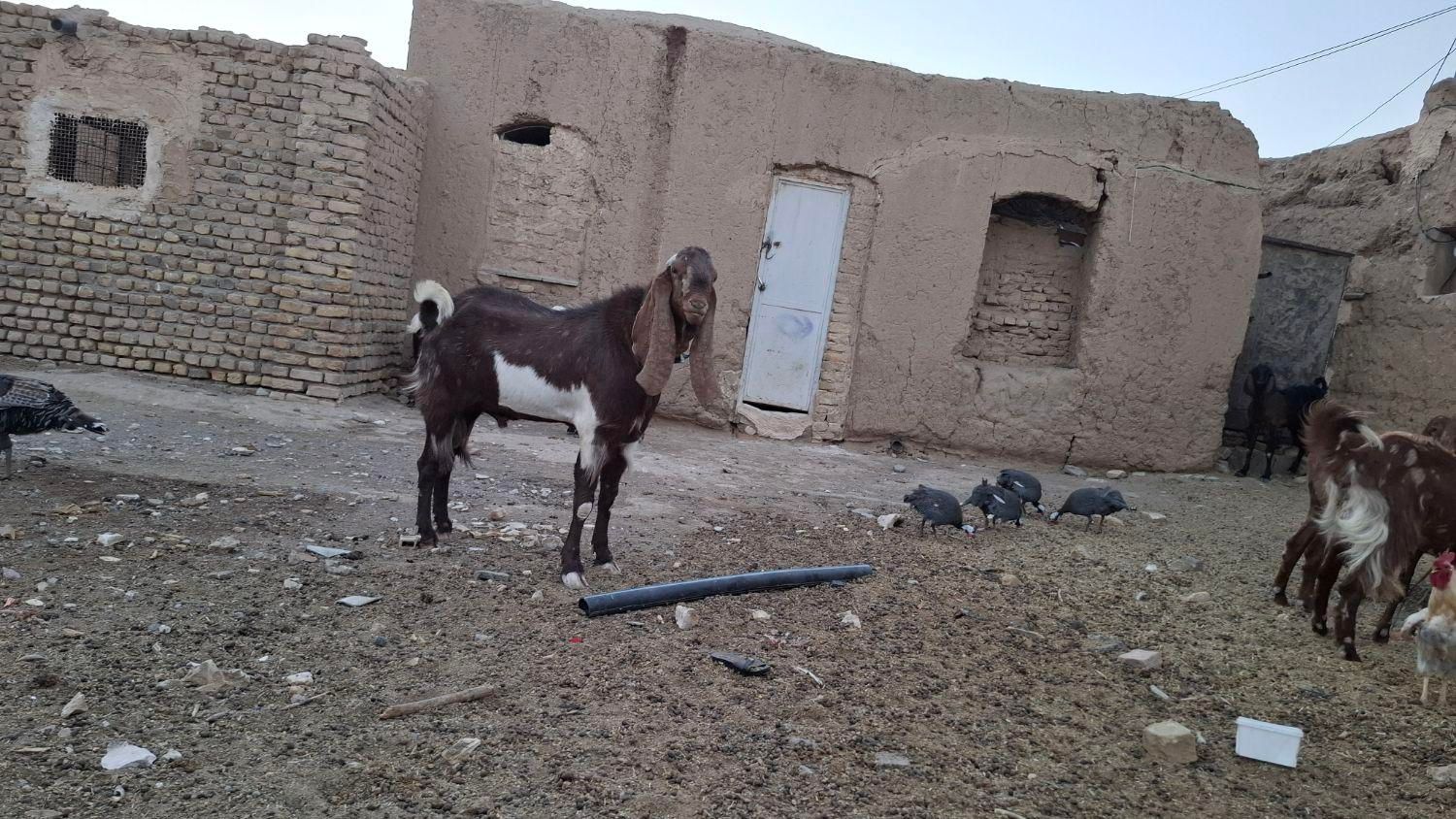 تکه گلابی گوش بلند|حیوانات مزرعه|خواف, |دیوار