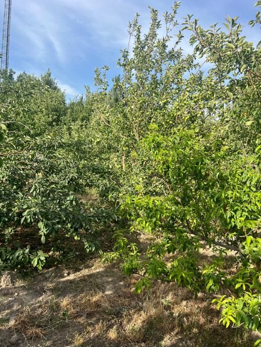 باغ۱۶۳۰ متری بر بلوار پدم سند تک برگ کاسبی|فروش زمین و ملک کلنگی|صفادشت, |دیوار