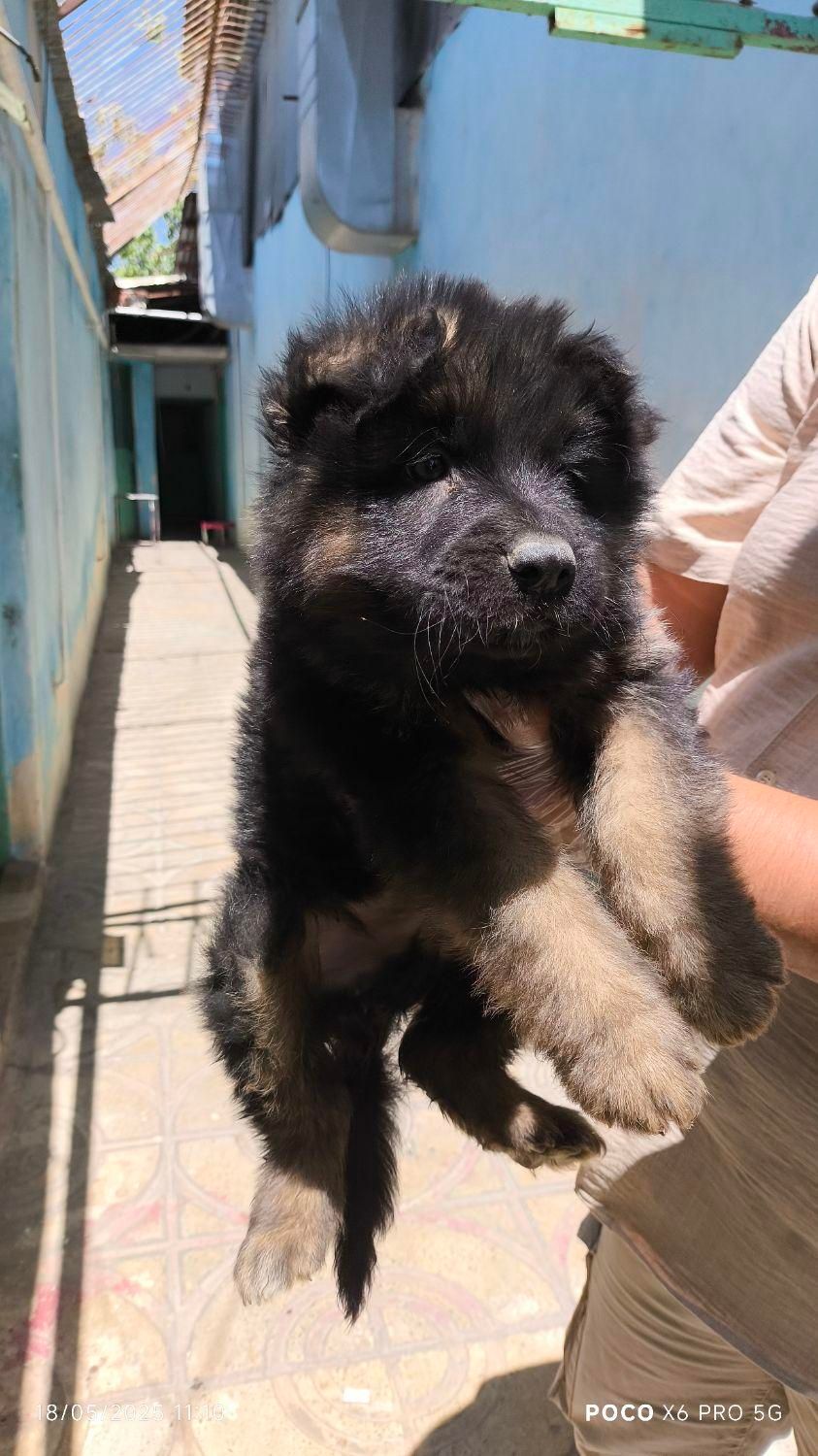 فروش توله شیانلو بسیار زیبا و اصل ژرمن موبلند|سگ|اصفهان, مرداویج|دیوار