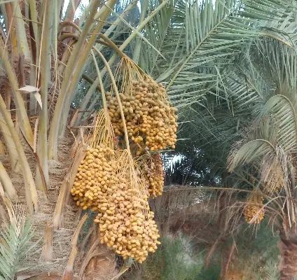 راهنمای علاقمندان به پرنده|فعالیت داوطلبانه|اصفهان, باغ فدک|دیوار