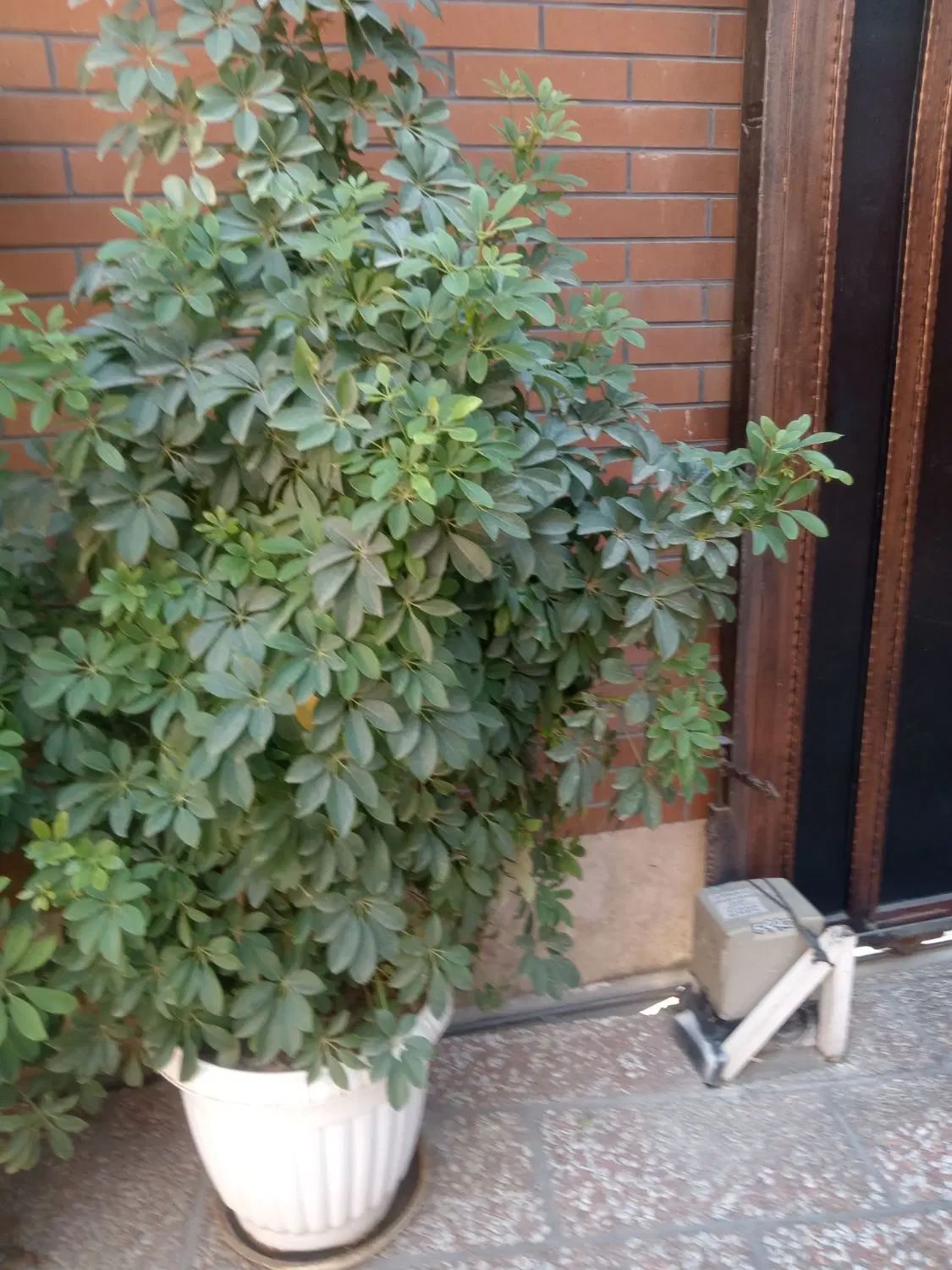 گل شفلرا ۳عدد ۱۴میلبون تومان|گل و گیاه طبیعی|تهران, گیشا|دیوار