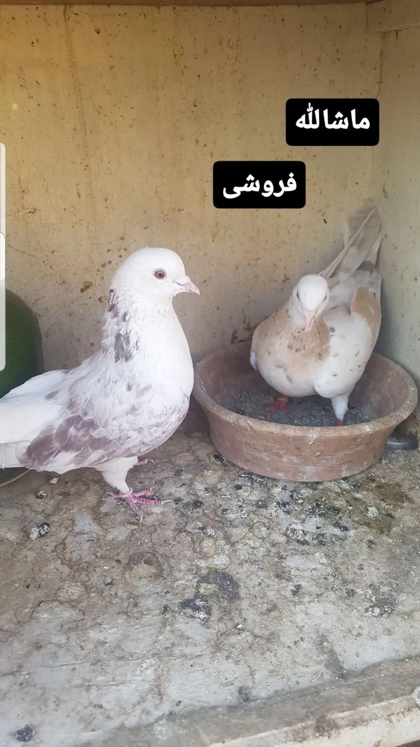 کفترپرشی|پرنده|تهران, یافت آباد جنوبی|دیوار