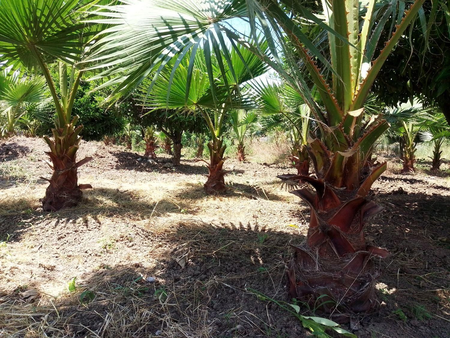 پالم واشنگتن|گل و گیاه طبیعی|رودسر, |دیوار