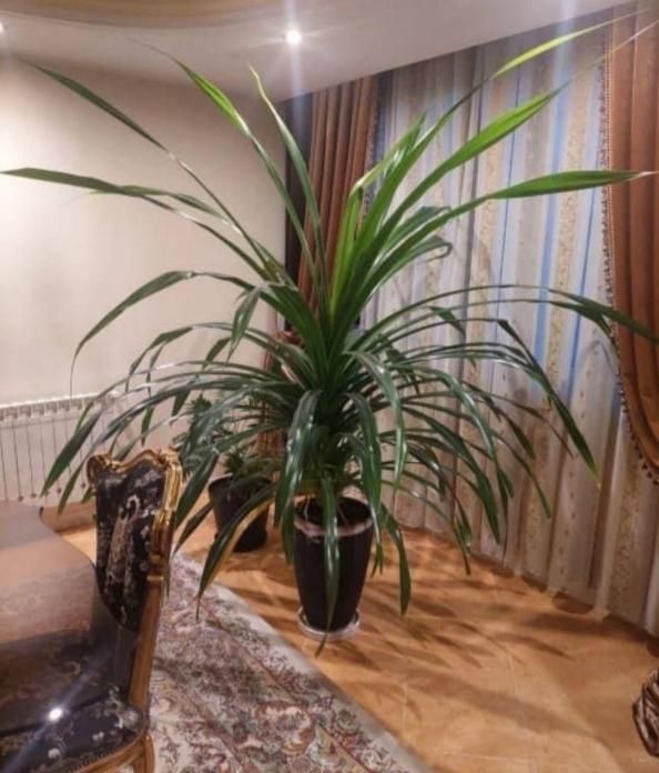 گل پاندانوس ۱۵ ساله|گل و گیاه طبیعی|کرج, گوهردشت|دیوار