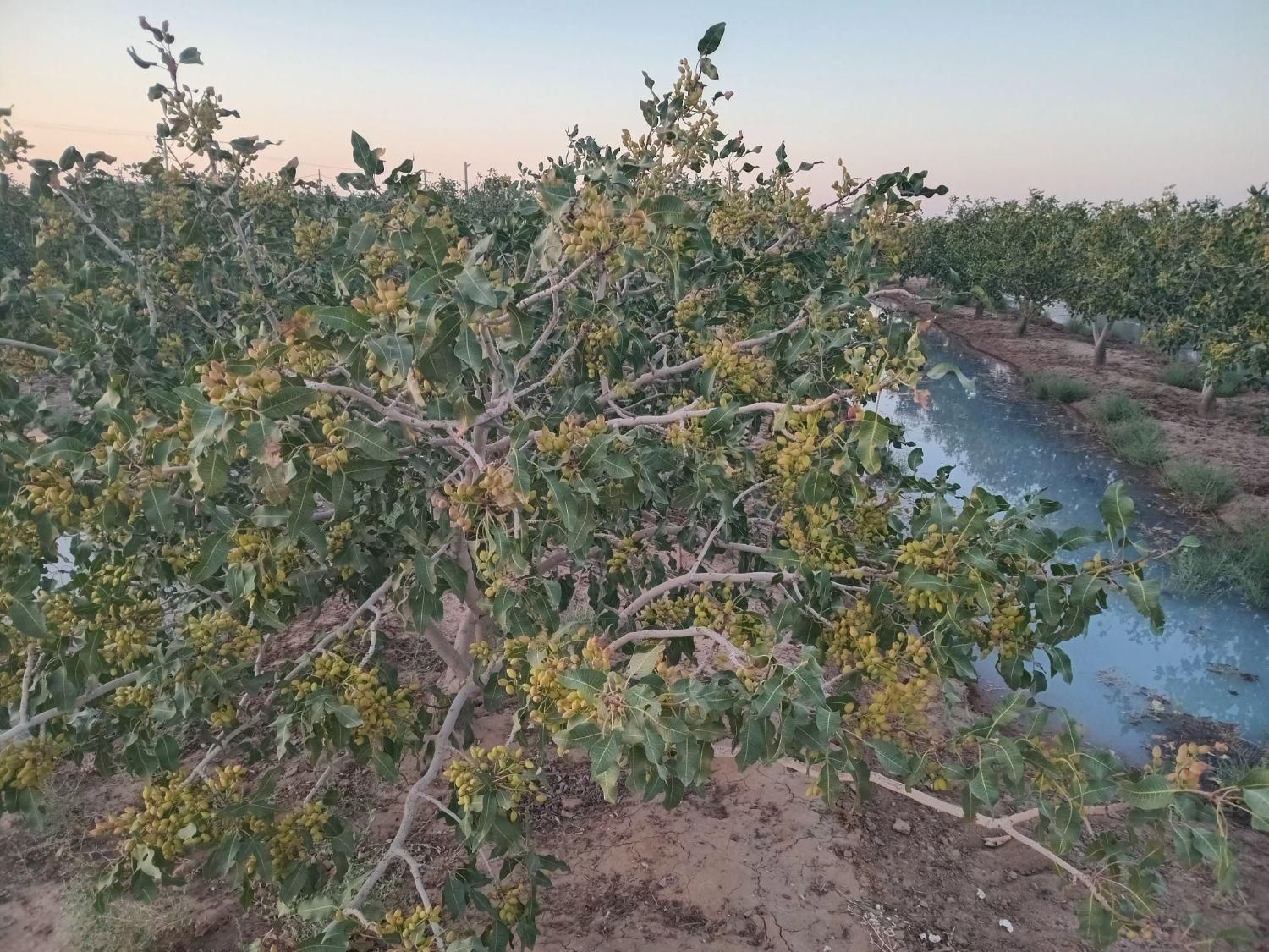 باغ فروشی4ساعت آب مدار24|فروش زمین و ملک کلنگی|مه ولات, |دیوار