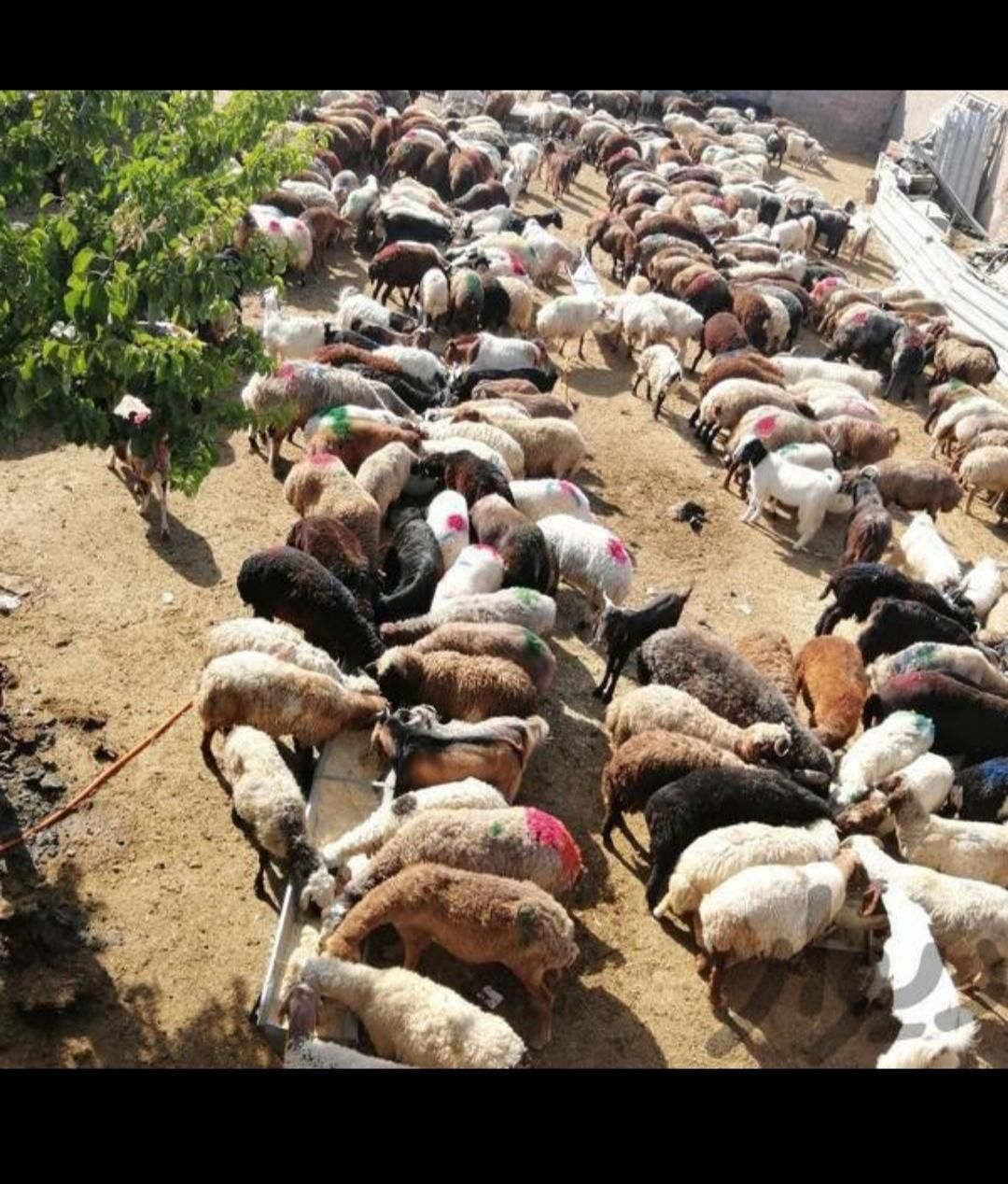 گوسفند زنده کشتاری بره و کاوه میش وشیشک بز و تی بز|حیوانات مزرعه|خرم‌آباد, |دیوار