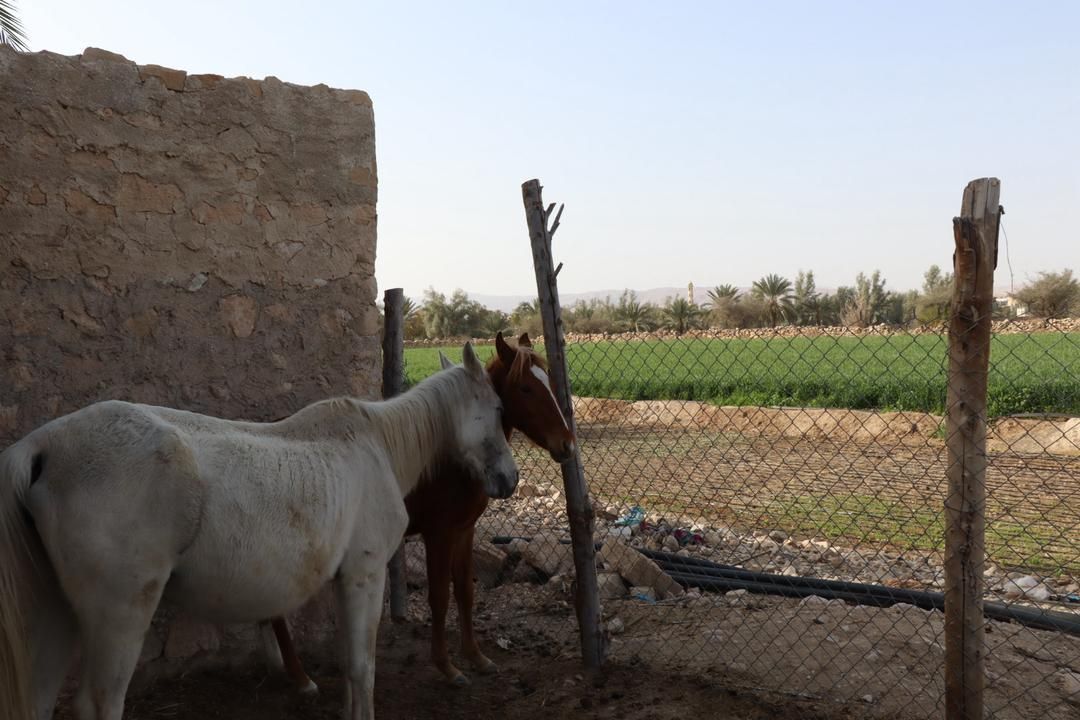 فروش اسب فوری|اسب و تجهیزات اسبسواری|خنج, |دیوار