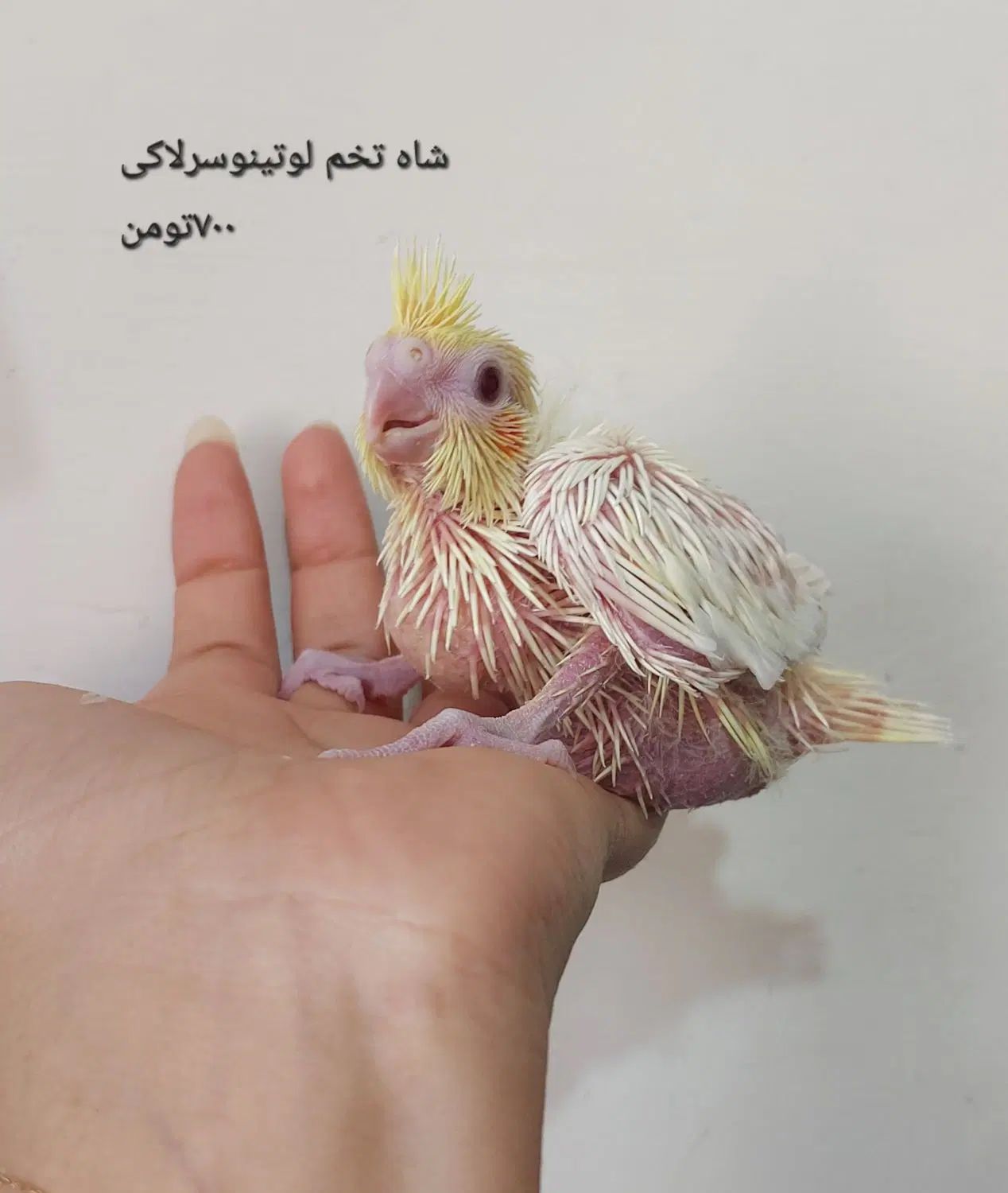 تعدادی پرنده خانگی فوق العاده سالم|پرنده|تهران, شوش|دیوار