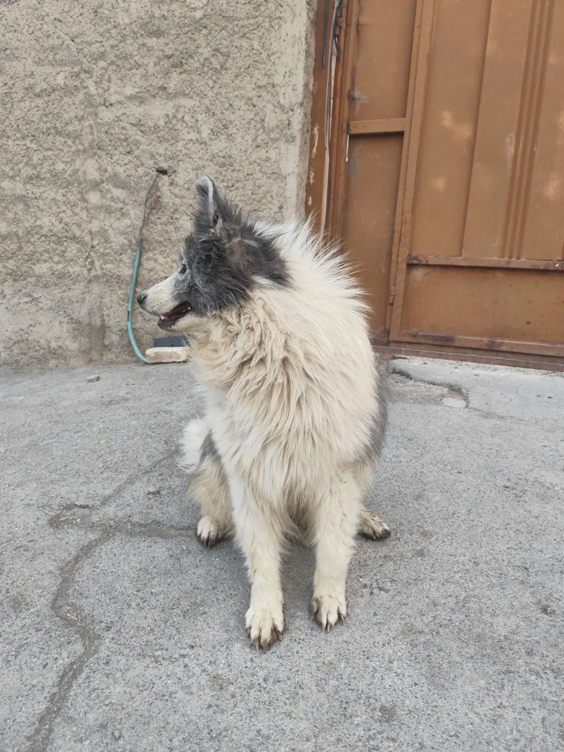سامویید. سامویید نر . gray samoyed|سگ|اصفهان, مرداویج|دیوار