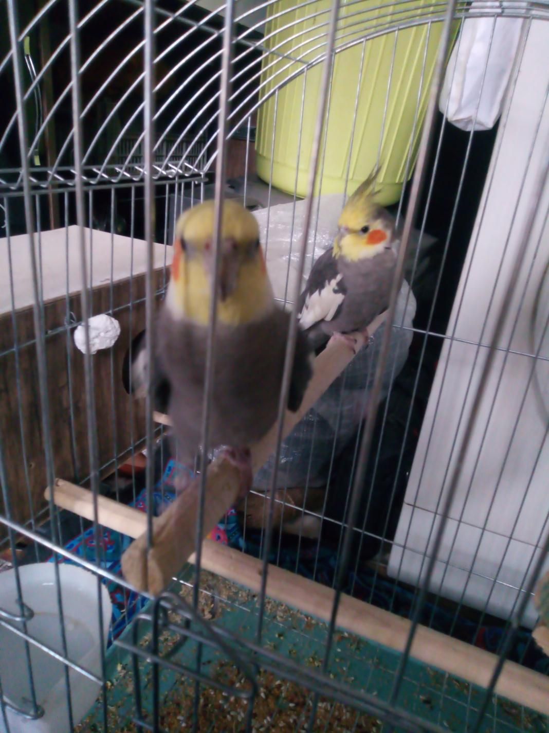 یک جفت عروس هلندی|پرنده|خرمدره, |دیوار