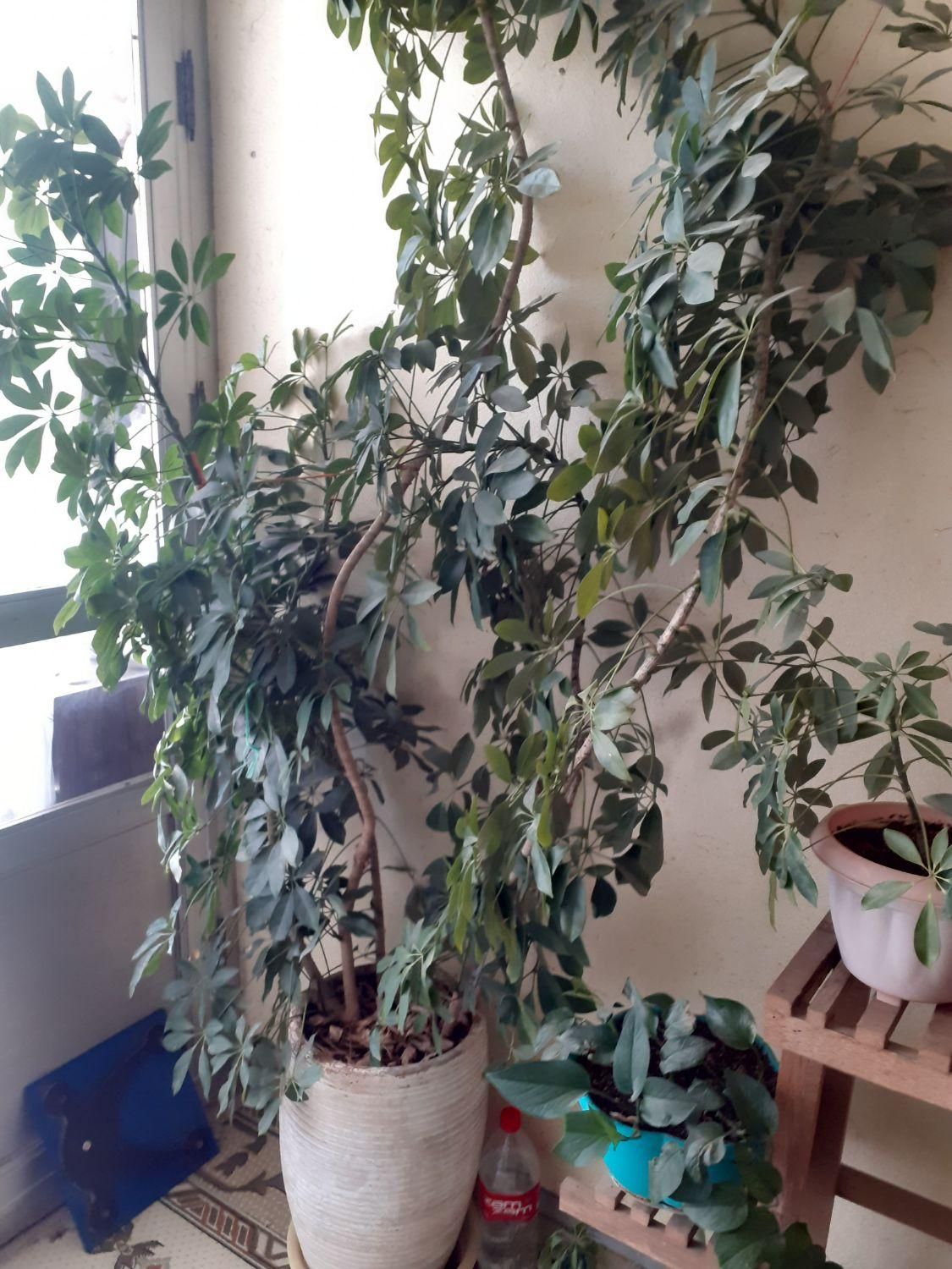 گل بسیار زیبا|گل و گیاه طبیعی|شیروان (خراسان), |دیوار