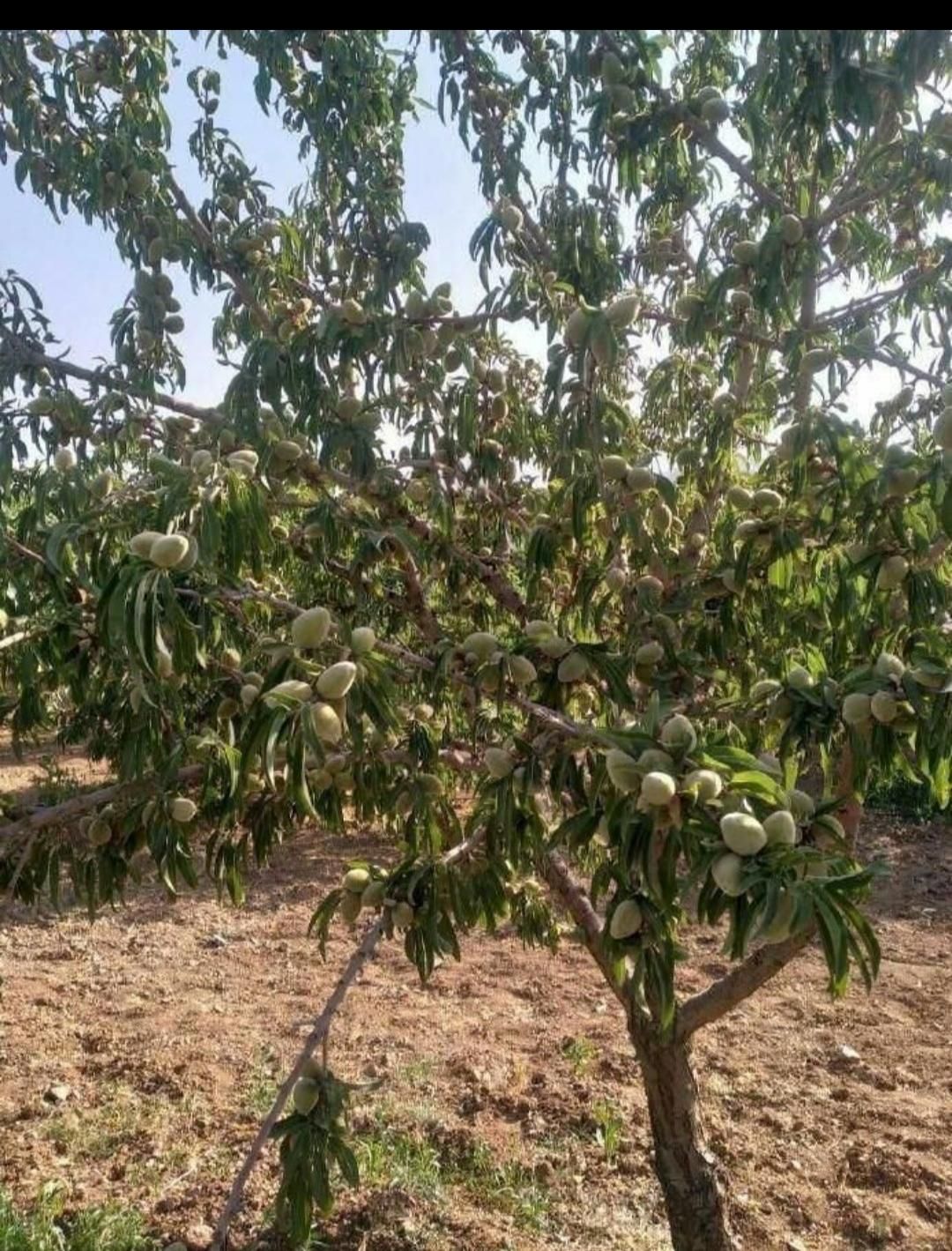 فروش ۲۰۰۰ متری باغ دهکده توریستی  مارکده|فروش دفتر صنعتی، کشاورزی، تجاری|اصفهان, باغ دریاچه|دیوار