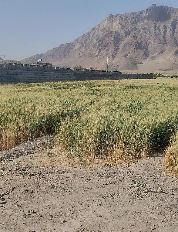 زمین کشاورزی ۱۰۰۰متری مناسب باغ و ویلا سازی.|فروش زمین و ملک کلنگی|پیر بکران, |دیوار