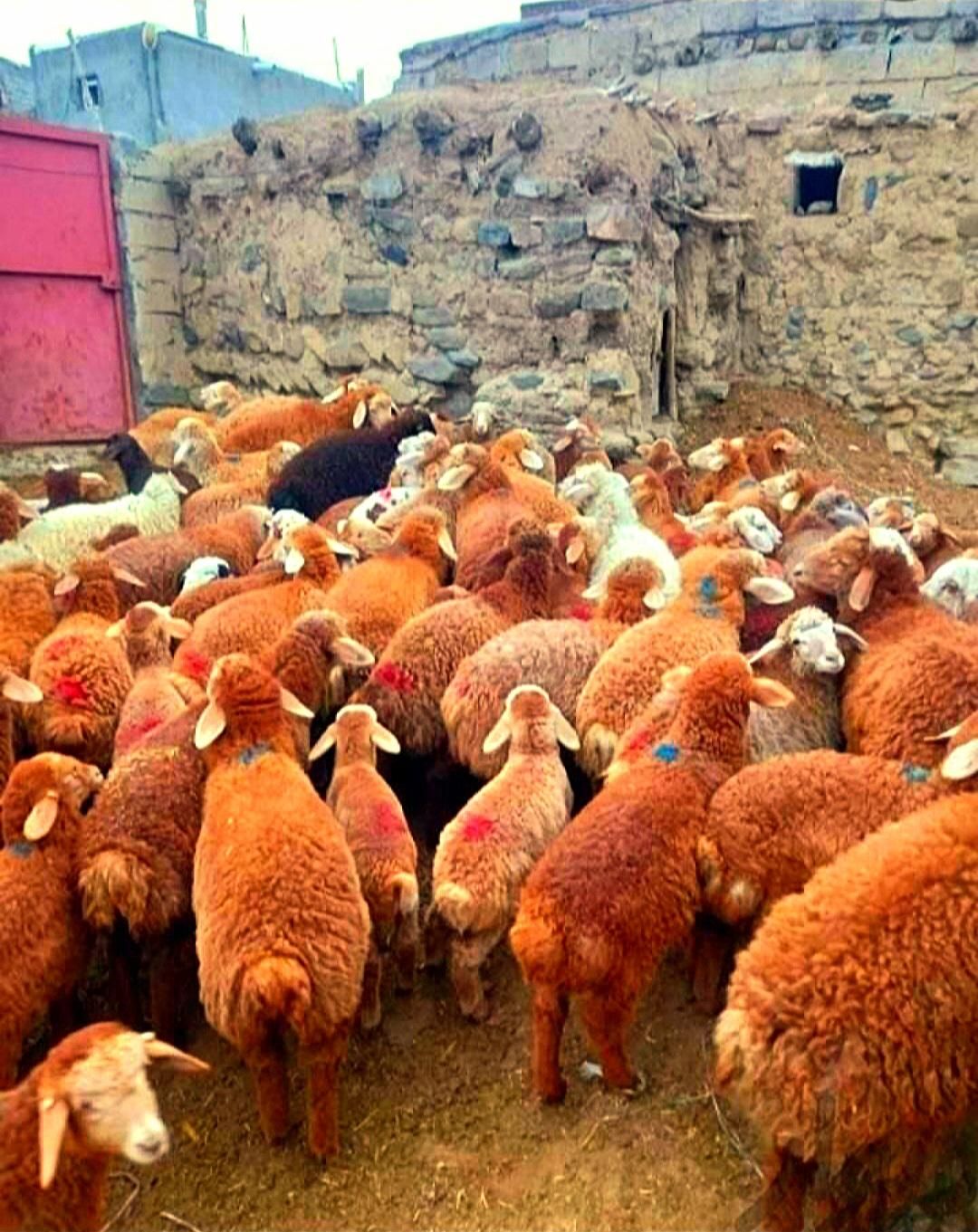 بره میش شیشیک و بزغاله100٪نصفه گوشت|حیوانات مزرعه|مشهد, جانباز|دیوار