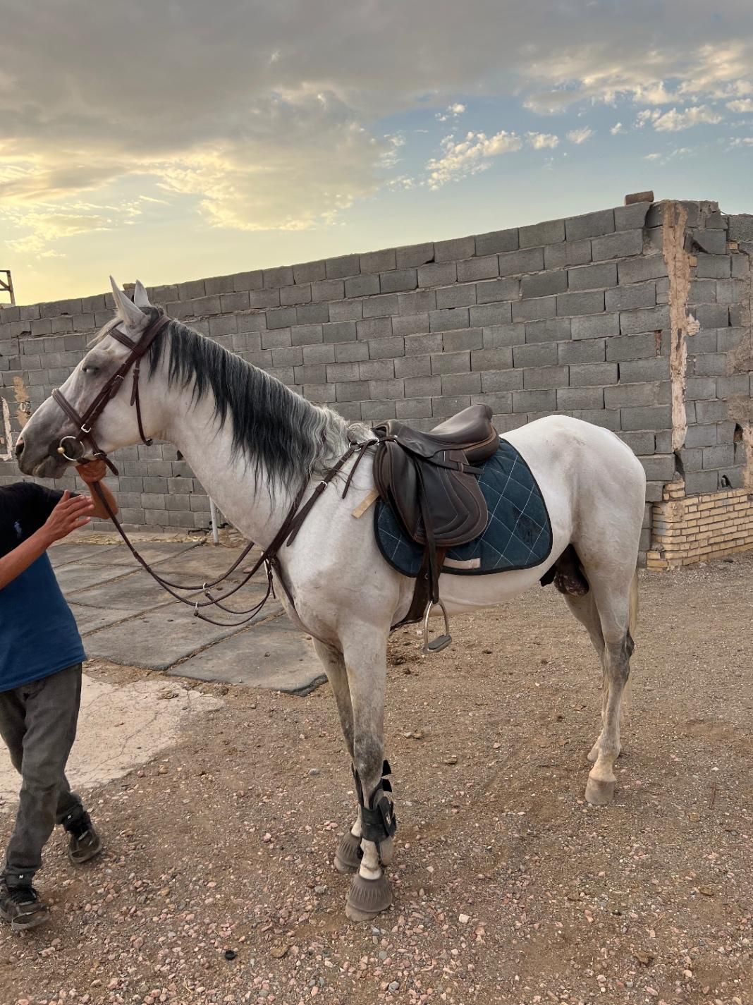 اسب دو خون نریون|اسب و تجهیزات اسبسواری|قم, پردیسان|دیوار