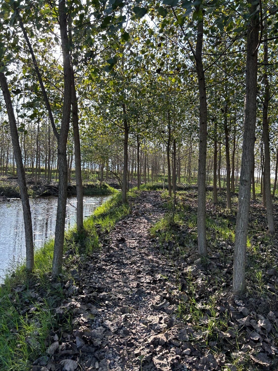 ویلاچوبی دوبلکس/باایده وطراحی بی نظیر|فروش خانه و ویلا|شاهینشهر, شهرک مطهری|دیوار