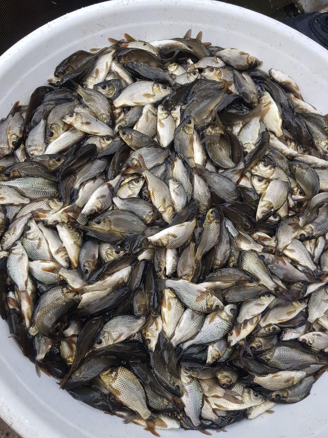 ،کپور تاتا ،بچه ماهی،سنگر|ماهی|رشت, حومه رشت|دیوار