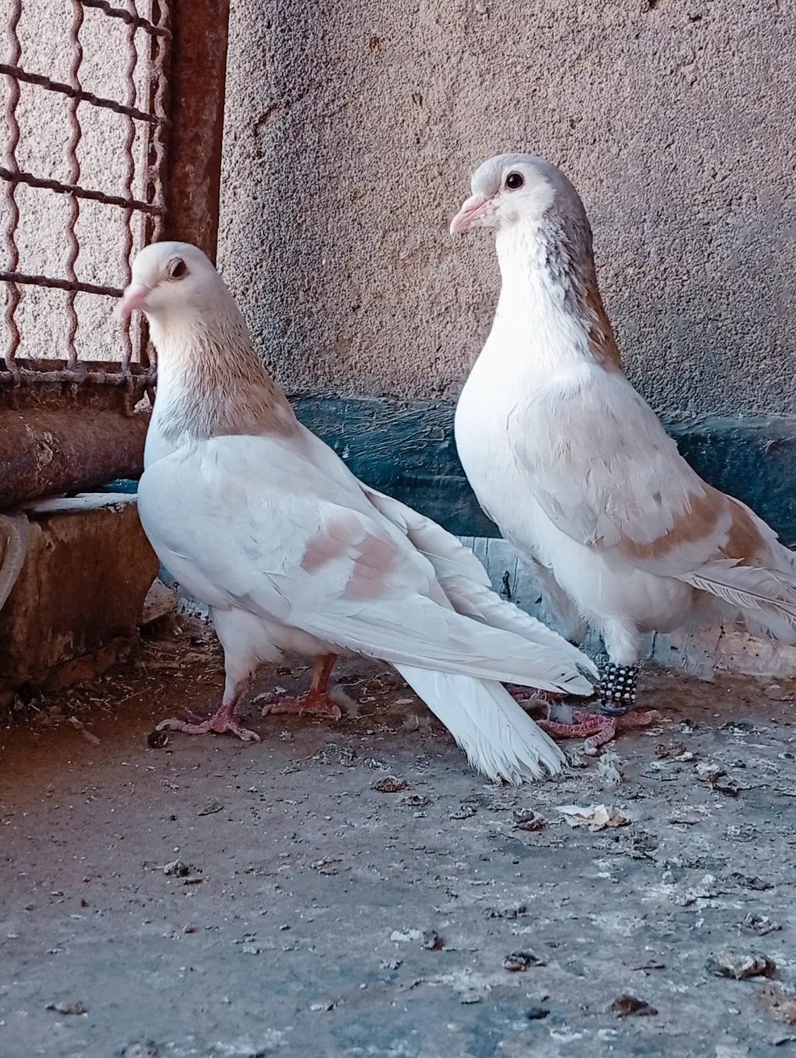 کبوتر ساده هفترنگ و ساده سبز|پرنده|مشهد, فتح المبین|دیوار