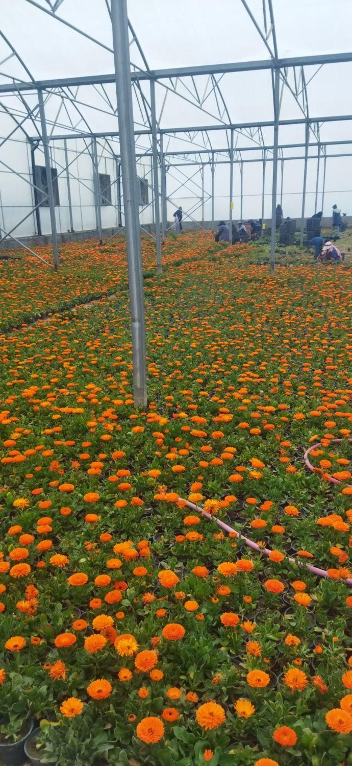 خدمات باغبانی و گلکاری|خدمات باغبانی و درختکاری|مشهد, سجاد شهر|دیوار