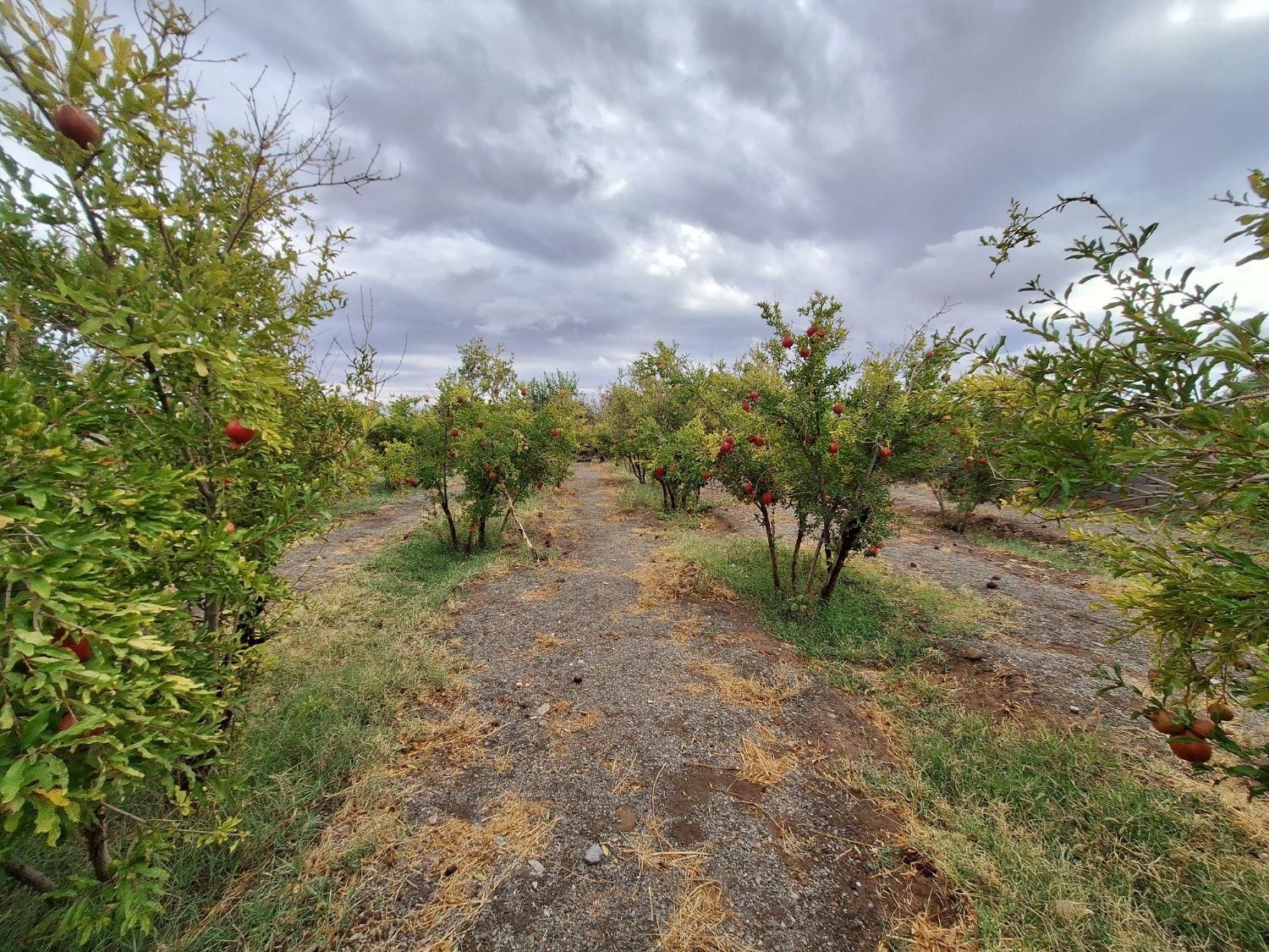 فروش باغ ۷۰۰ متری|فروش زمین و ملک کلنگی|فردوس (خراسان), |دیوار