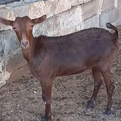 ۳راس بز مورسیا پاکستانی بندری|حیوانات مزرعه|شیراز, ارم|دیوار