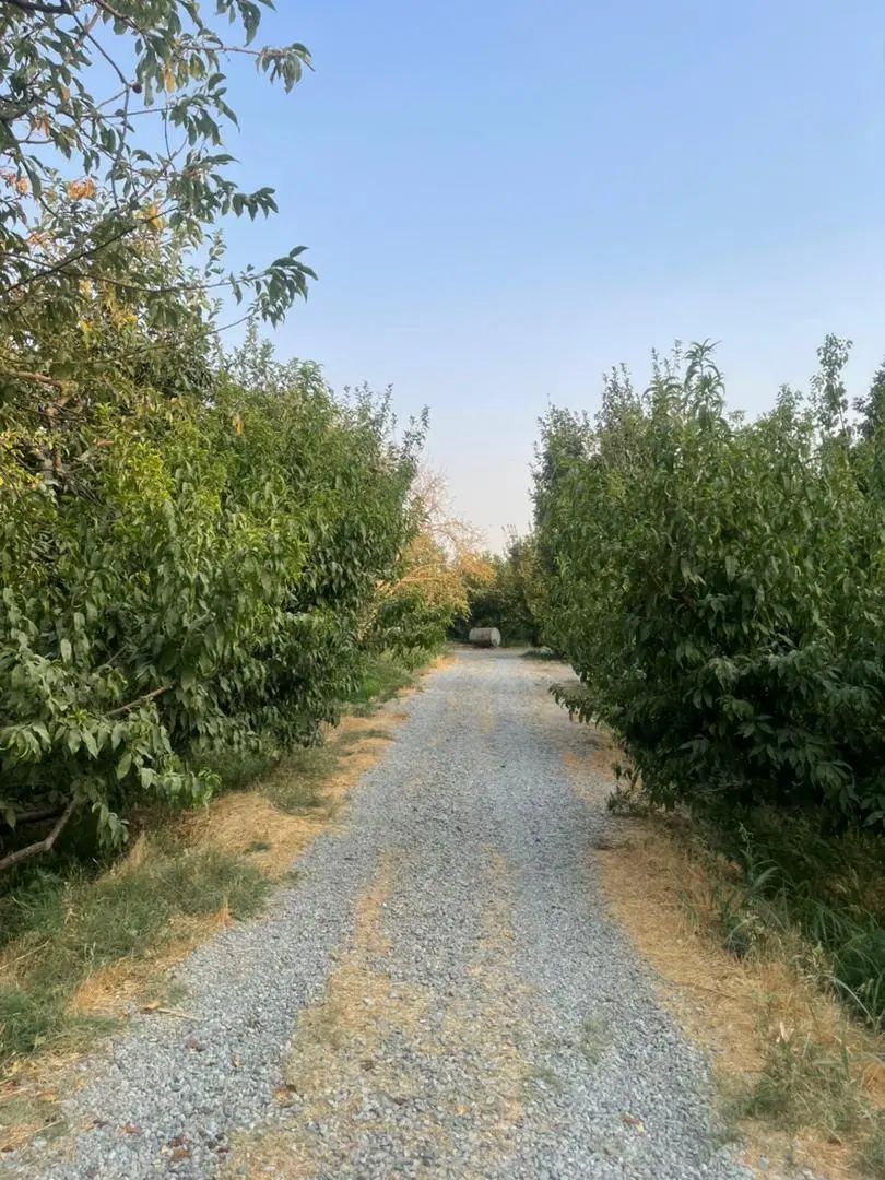 قطعات باغ ۲۵۰۰ متر و ۵۰۰ متر در شهریار میدان نماز|فروش زمین و ملک کلنگی|شهریار, رضی آباد پایین|دیوار