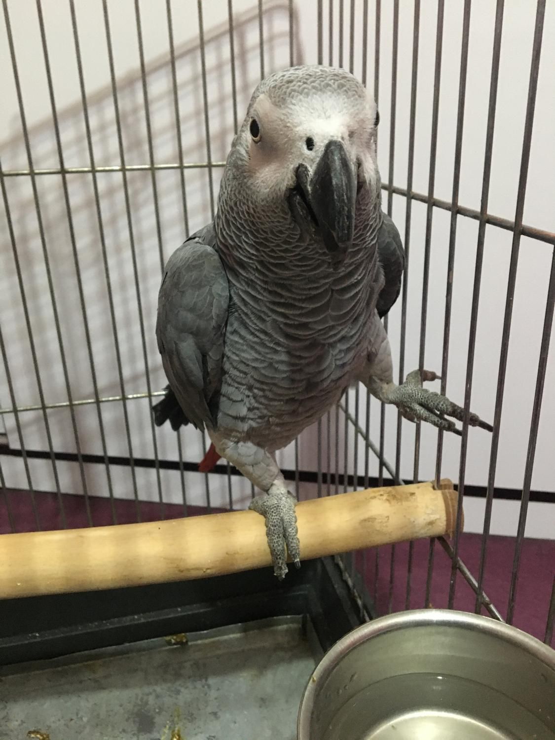 خریدار انواع کاسکو شاه طوطی ملنگو کاکادو آرا راهب|پرنده|کرج, عظیمیه|دیوار