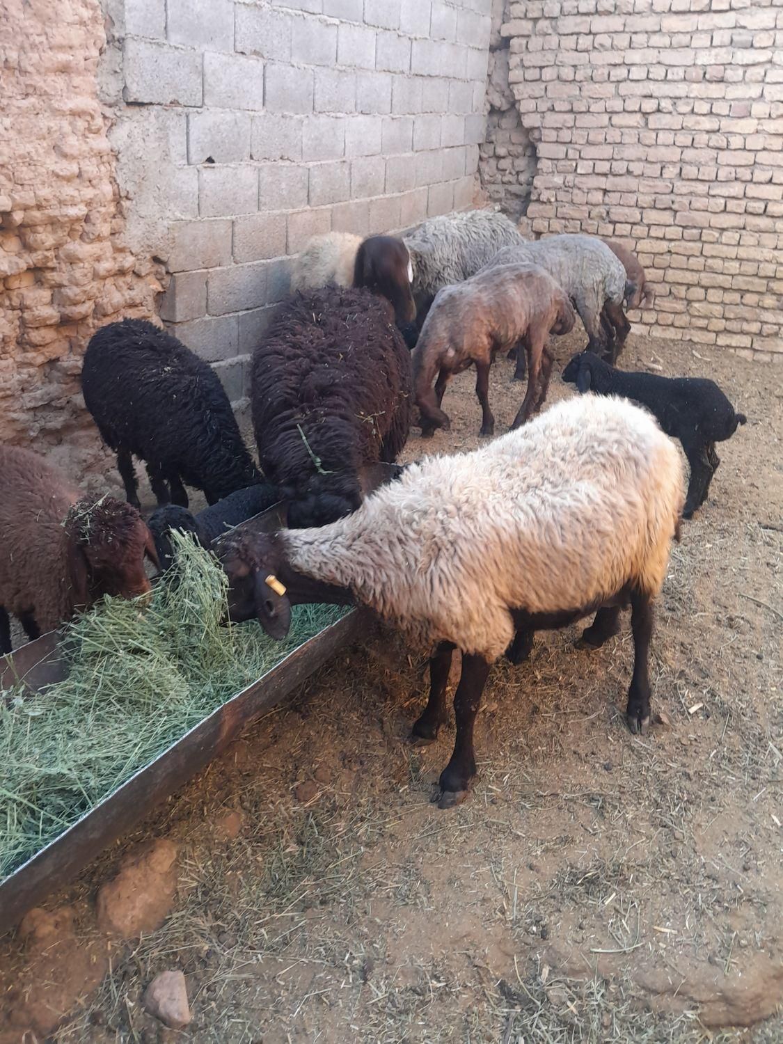 ۲عدد بره|حیوانات مزرعه|اصفهان, امین‌آباد|دیوار