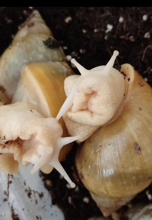 حلزون سوپرمولد تخم گذار ، باکس و خاویار تازه|خزنده|مشهد, شهرآرا|دیوار